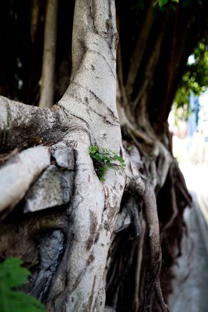 istock Old tree roots on Tank Lane, Hong Kong 957183538