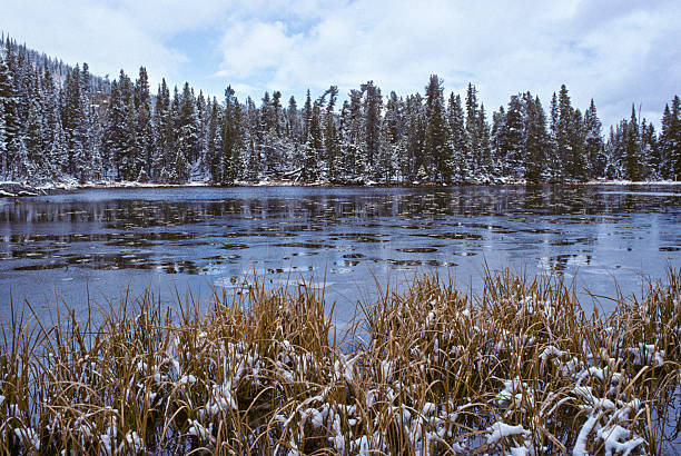Snow Covered Trees at Nymph Lake An October snowfall covers the trees at Nymph Lake in Rocky Mountain National Park near Estes Park, Colorado, USA. jeff goulden rocky mountain national park stock pictures, royalty-free photos & images