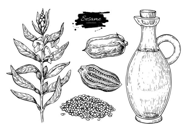 ilustraciones, imágenes clip art, dibujos animados e iconos de stock de botella de aceite de sésamo con planta y semilla. vector dibujado a mano - sésamo