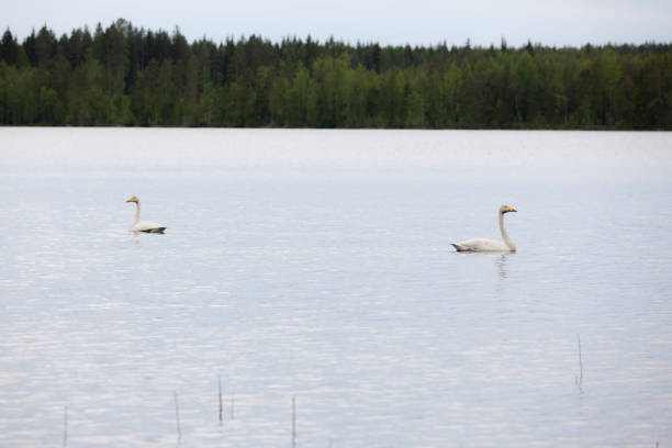 istock Whooper swan swimming on lake 957187406