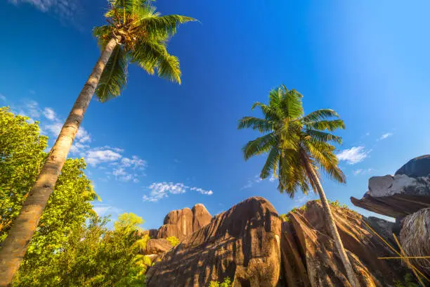 Photo of Palm trees of Seychelles