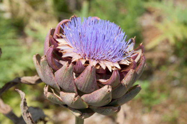 istock Artichoke Purple Flowers 957188210