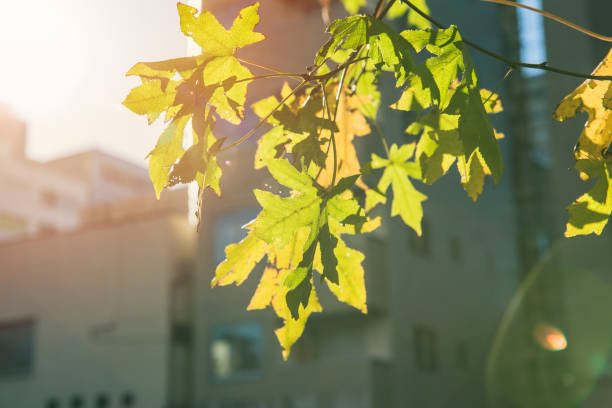 istock City green tree maple leaf in Fall spring season sunbright in Japan Tokyo 957189504