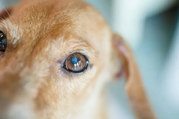 Close up small white spot on the dog's eyes. This is type of Eye disease in dogs call Lenticular nuclear sclerosis or Cataract. This is a normal aging process of the lens