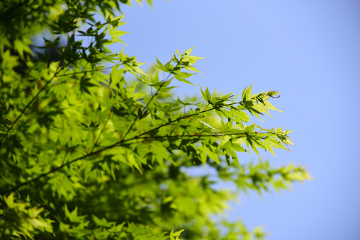 Acer palmatum, Leaf of Japanese maple