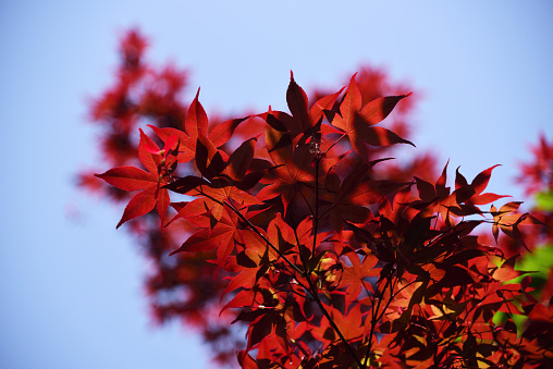 Acer palmatum, Leaf of red Japanese maple
