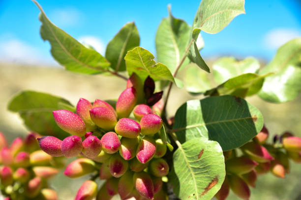 Pistachio and tree in Gaziantep