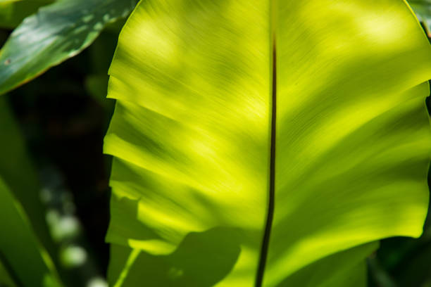 istock Closeup natural view of green leaf with copy space using as nature background or wallpaper. 957202692