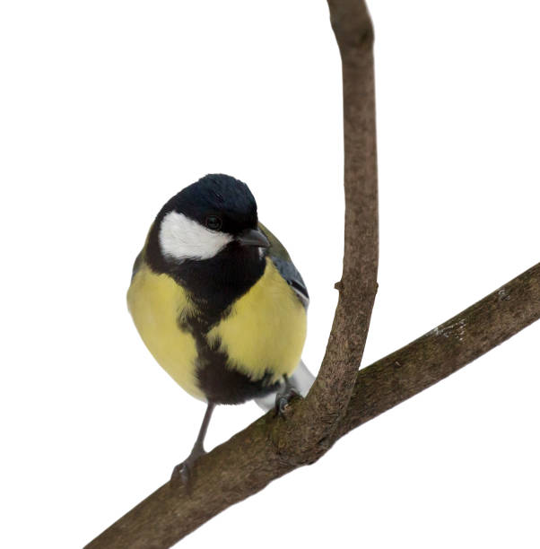 istock golden great tit isolated on white 957205800