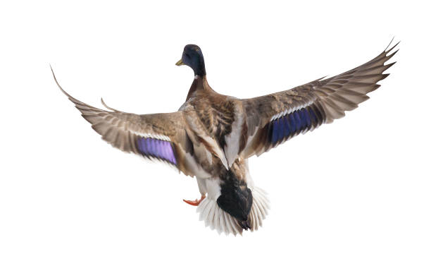 istock mallard duck drake with blue head in flight 957206078