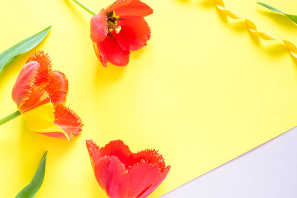 istock Red flowers of tulips on bright yellow background. Copy space for text 957211214