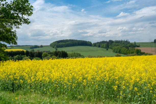 istock Spring landscape with rape field. Fields of oilseed rape in bloom under blue sky with clouds. Czech republic 957212020