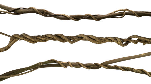 istock Twisted wild liana jungle vine set isolated on white background, clipping path included 957214206