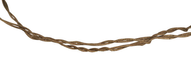 istock Twisted wild liana jungle vine isolated on white background, clipping path included 957214304
