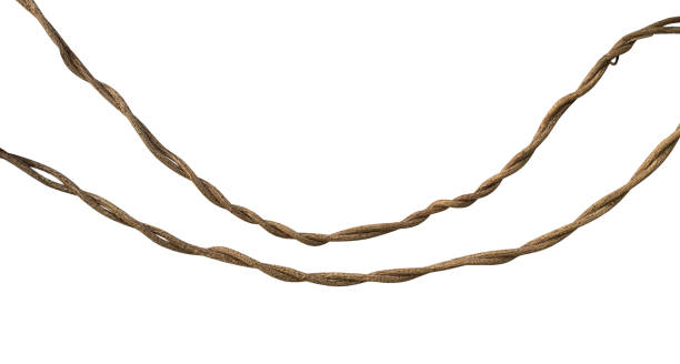 istock Twisted wild liana jungle vine isolated on white background, clipping path included 957215212