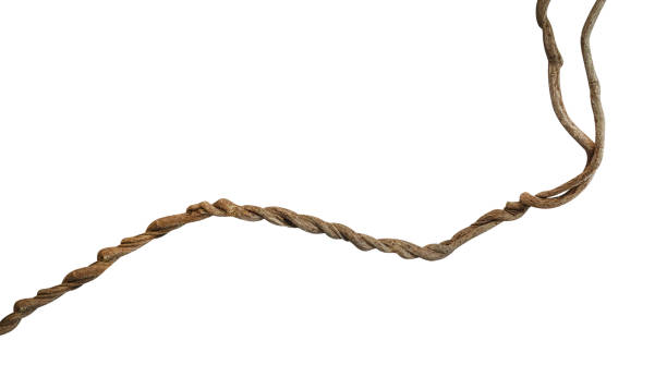 istock Twisted wild liana jungle vine isolated on white background, clipping path included 957215426