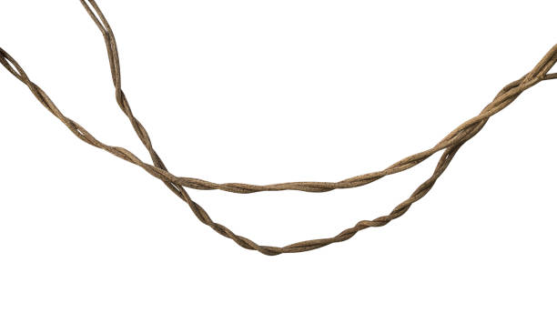 istock Twisted wild liana jungle vine isolated on white background, clipping path included 957215506