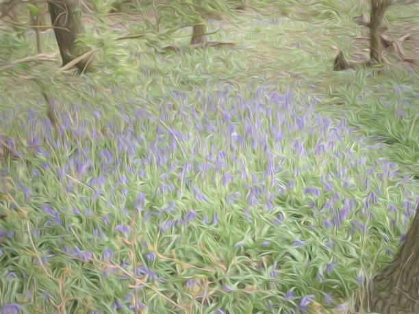 istock Bluebell wood near Grafham water 957219336
