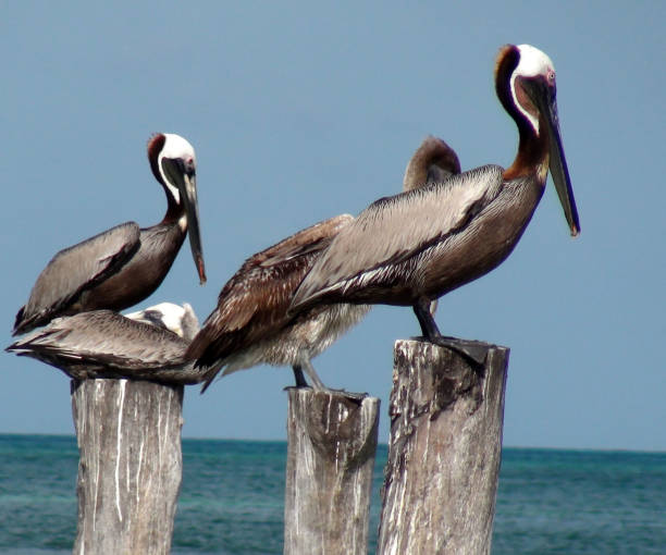 istock Cancun Beach Pelican Birds View In Mexico 957223736
