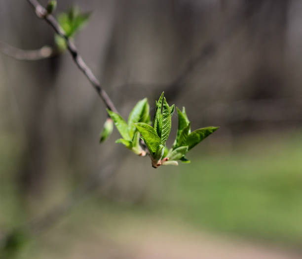 istock formation of young leaves in spring forest 957224298