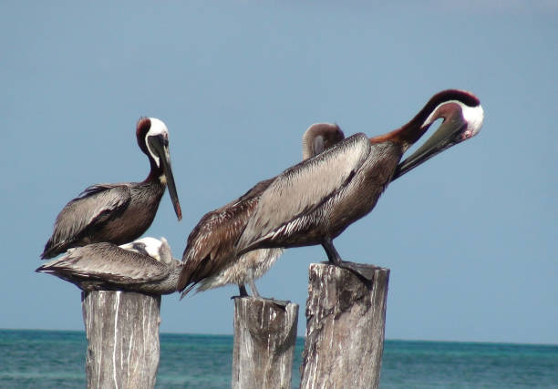 istock Cancun Beach Pelican Birds Scenery In Quintana Roo Mexico 957228902