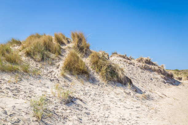 istock Sand dunes wadden ialsnds Netehrlands 957230152