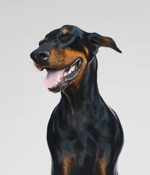 Portrait of cute dobermann dog posing with human happy expression. Vertical portrait of black dog laughing against gray background. Studio photography from a DSLR camera. Sharp focus on eyes.