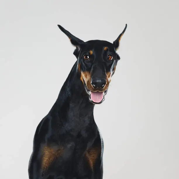 Portrait of cute dobermann dog posing with human suspicious expression. Square portrait of black dog looking to the side against gray background. Studio photography from a DSLR camera. Sharp focus on eyes.