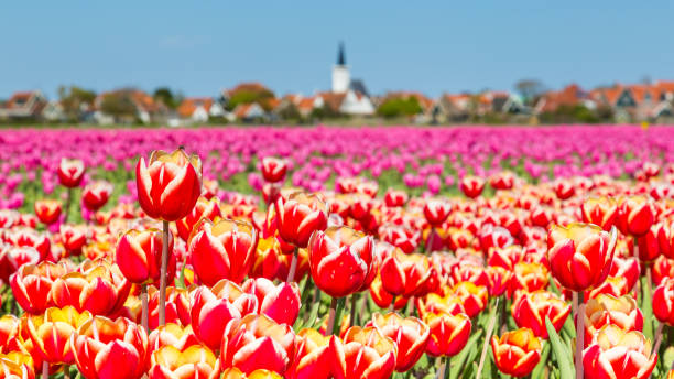 Skyline Den Hoorn Texel the Netherlands