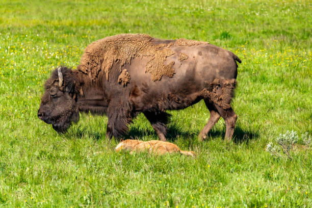 American bison family in Yellowstone