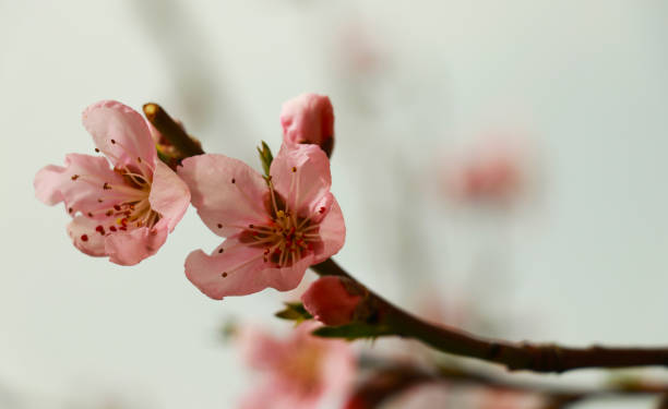 istock Pink peach flowers 957238738