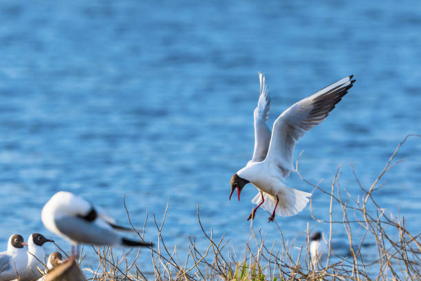 istock Black-headed gull landing in the bushes 957239374