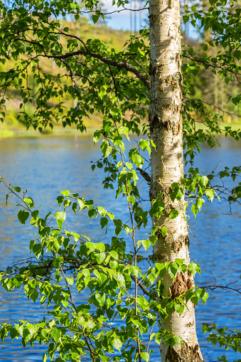 Landscape with birches and melting snow in springtime in the Vidzeme region, Latvia