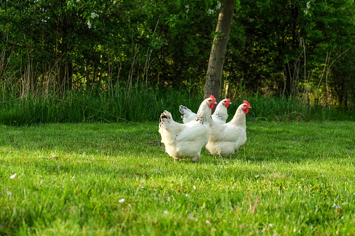 Three white chickens in the meadow in the sunshine