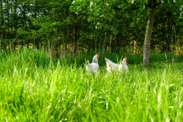 istock Three white chickens in the meadow in the sunshine 957243456