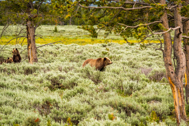 istock Grizzly bear in Yellowstone National Park 957245220