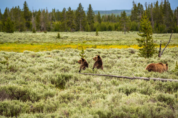 istock Grizzly bear in Yellowstone National Park 957245228