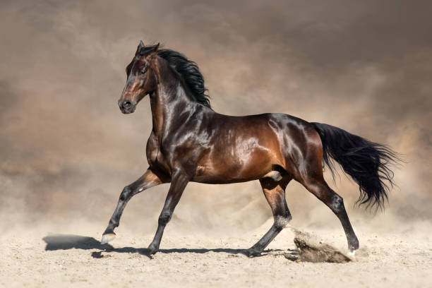 istock Horse in desert dust 957245296