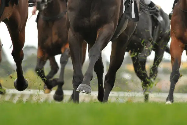 Horse racing action, hooves, legs and grass flying