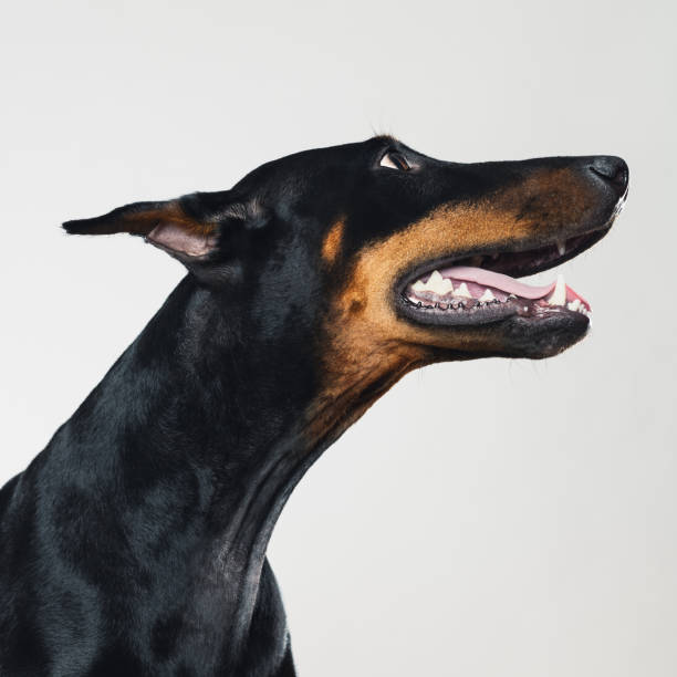 istock Dobermann dog begging portrait 957245438