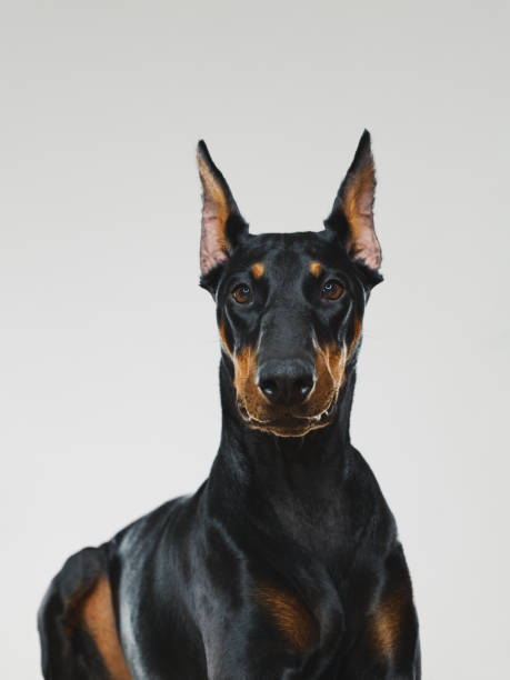 istock Dobermann dog portrait looking at camera 957245516