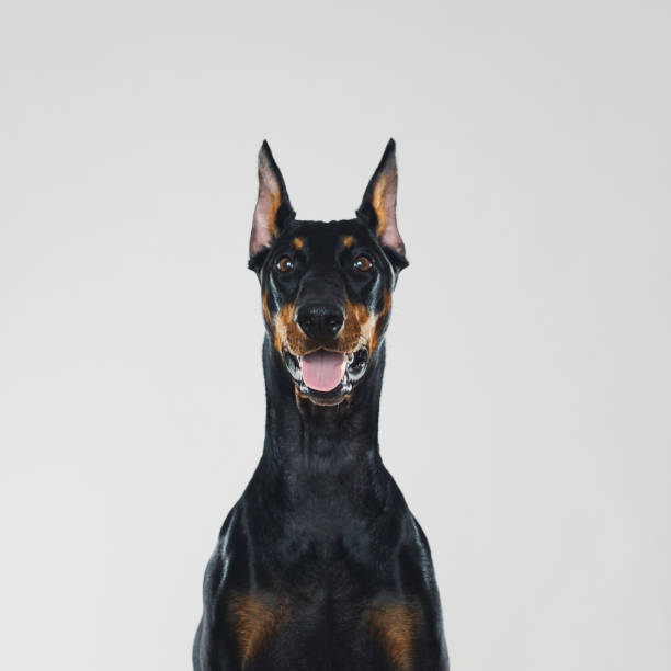 istock Dobermann dog portrait looking at camera 957245536