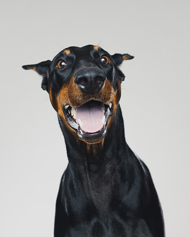 Portrait of cute dobermann dog posing with human happy expression. Vertical portrait of black dog with surprised face against gray background. Studio photography from a DSLR camera. Sharp focus on eyes.