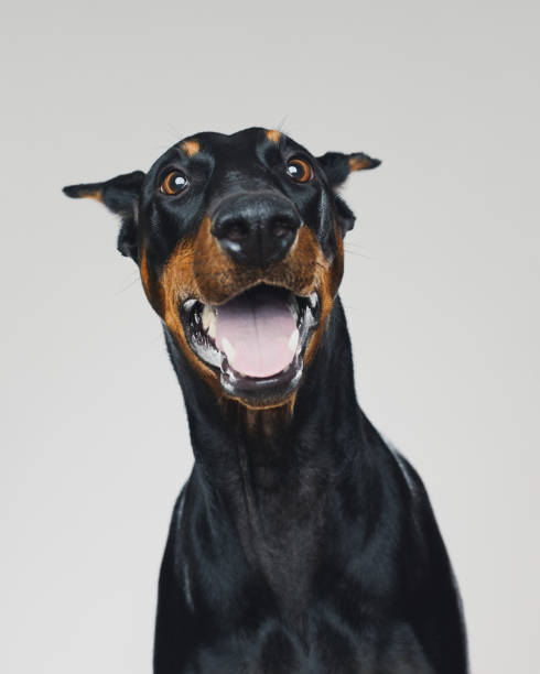 Dobermann dog portrait with human surprised expression stock photo