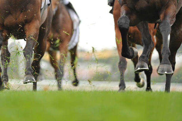 Horse racing action Horse racing action, hooves, legs and grass flying animal leg photos stock pictures, royalty-free photos & images