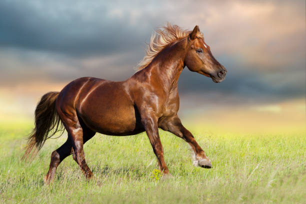 istock Red horse with blonde long mane 957245924