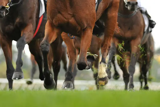 Horse racing action, hooves, legs and grass flying