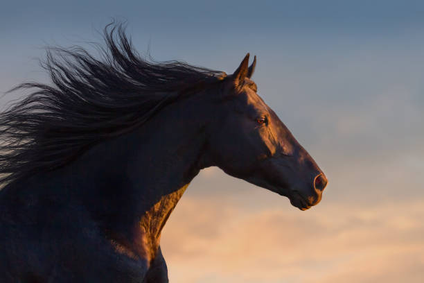 black horse retrato - stallion fotografías e imágenes de stock