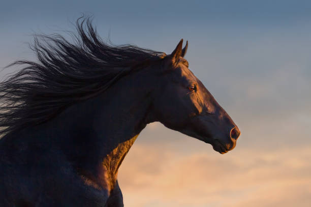 ritratto di cavallo nero - horse animal head animal sky foto e immagini stock