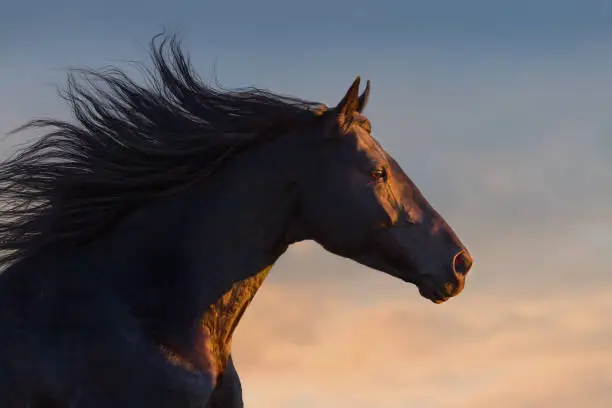 Black horse portrait in motion with long mane at sunset light